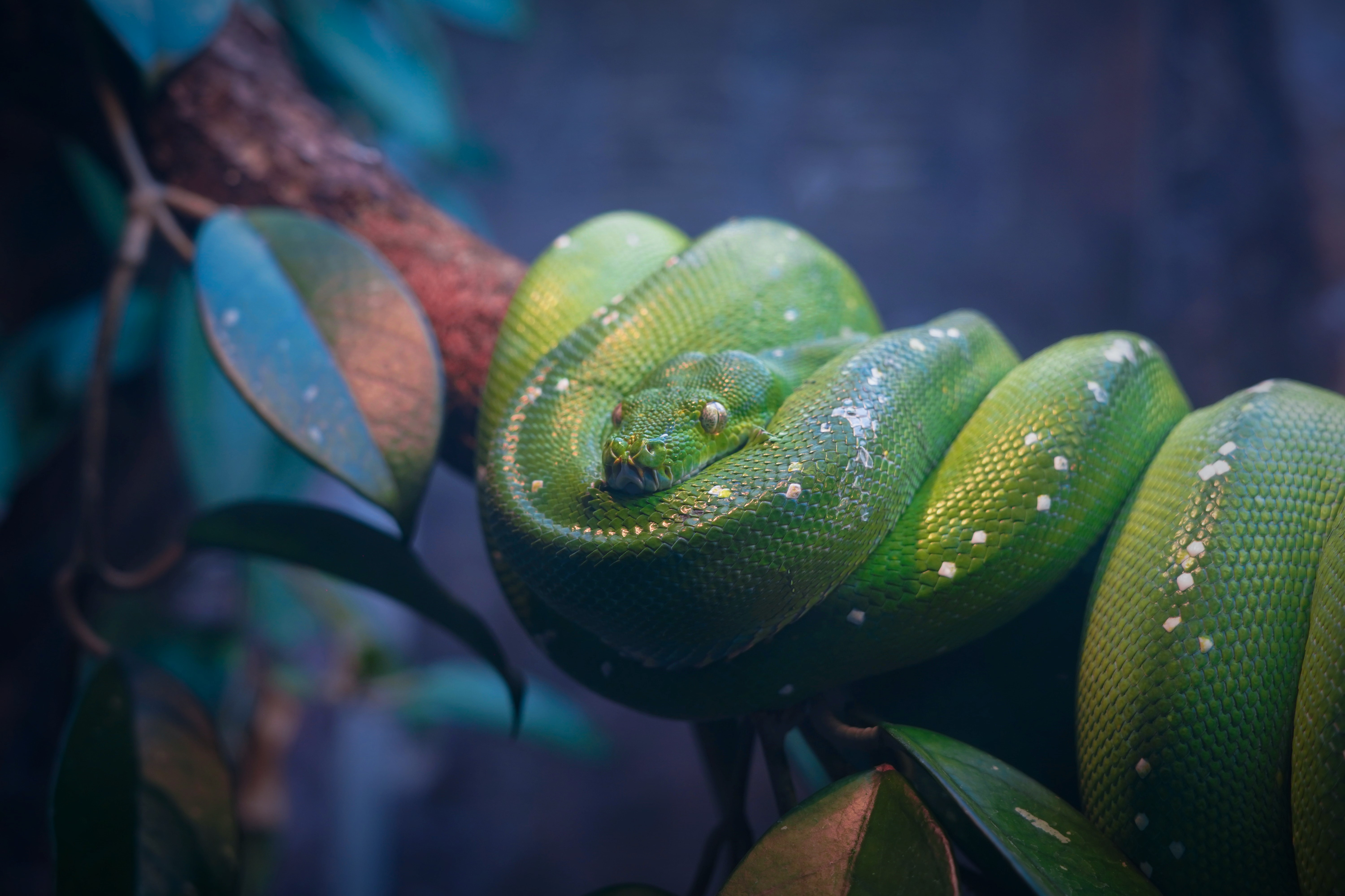 Green python in a tree